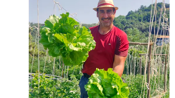 Raccolto di insalate fresche dell'orto
