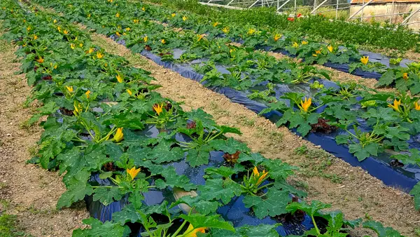 Coltivazione di zucchine in pieno campo