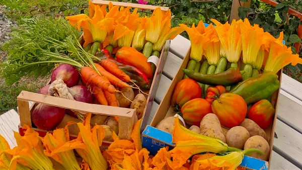 Cassetta di ortaggi misti appena raccolti
