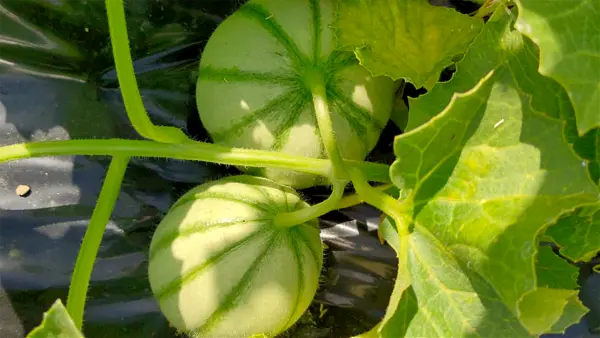 Meloni in fase di maturazione sotto il sole