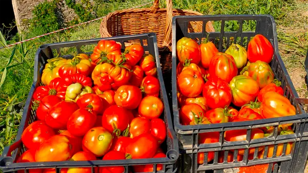Pomodori rossi maturi appena colti dalla pianta