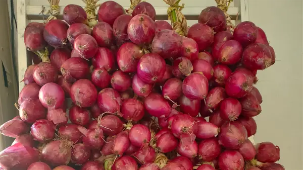 Trecce di cipolle rosse essiccate al sole