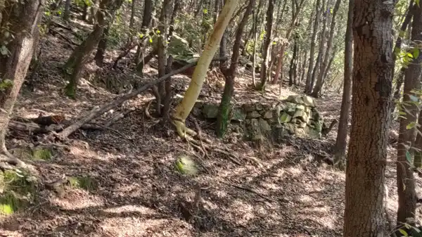 Antiche tracce di una carbonaia