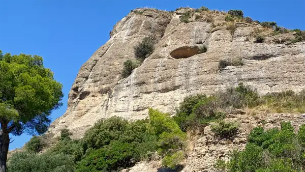 Particolari naturalistici a monte