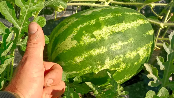 Angurie quasi pronte per la raccolta